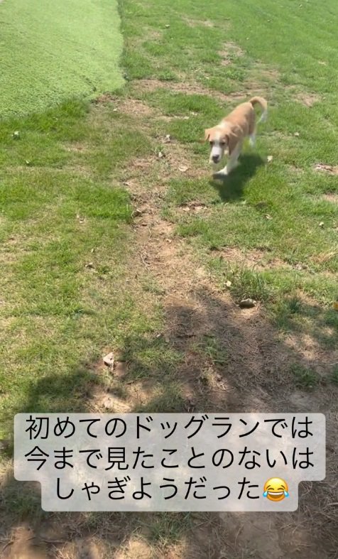 ドッグランで大はしゃぎ♪