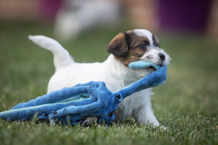 青いおもちゃを引きずって歩く子犬