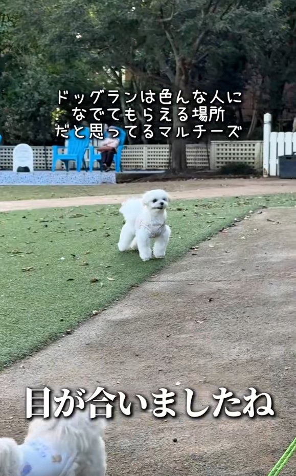 目が合った人を見つけたおもちくん