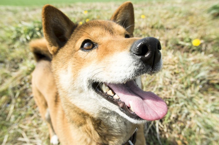 笑顔で上を見上げる柴犬