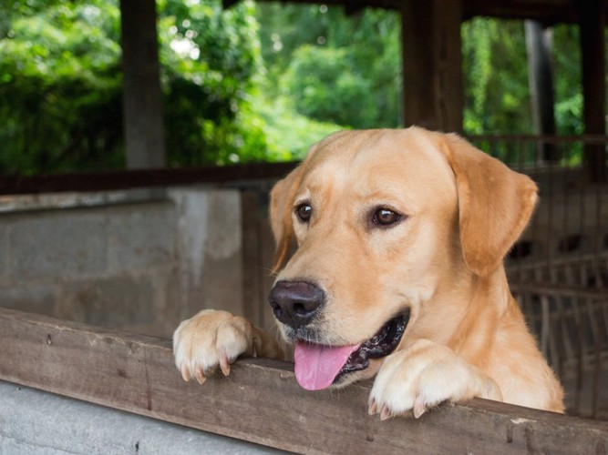 柵に足を乗せた茶色い犬