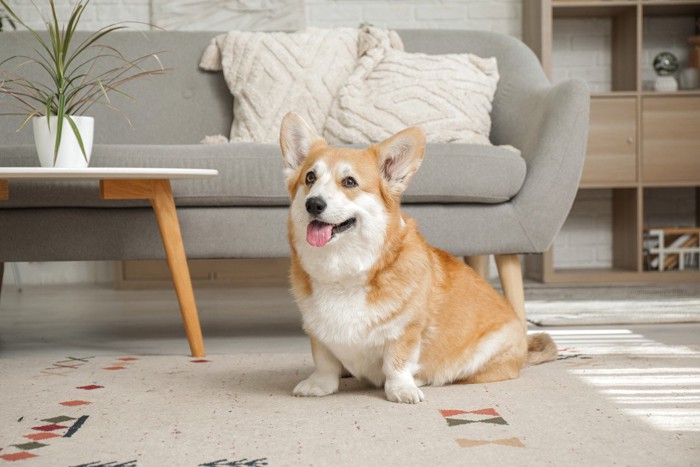 人の横に座る白い犬