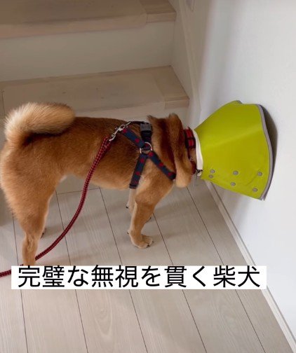 呼ばれても無視を貫き通す