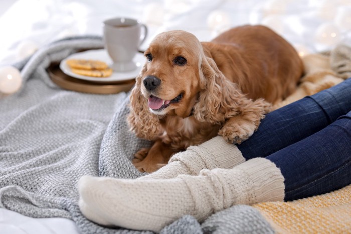 飼い主の足の横にいる犬