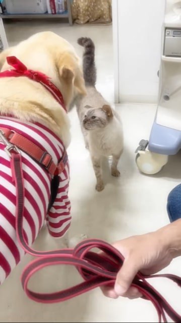 立って挨拶をする犬と猫