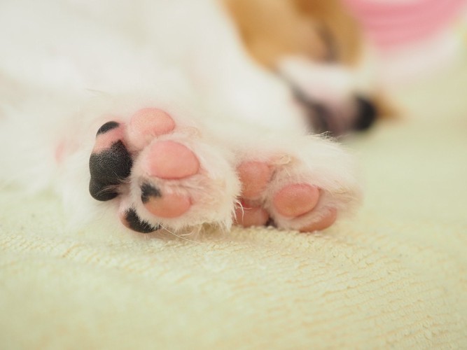 寝ている犬のピンクと黒の肉球