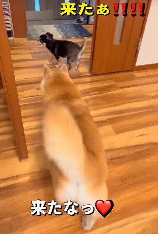 ついにおばあちゃんが到着!