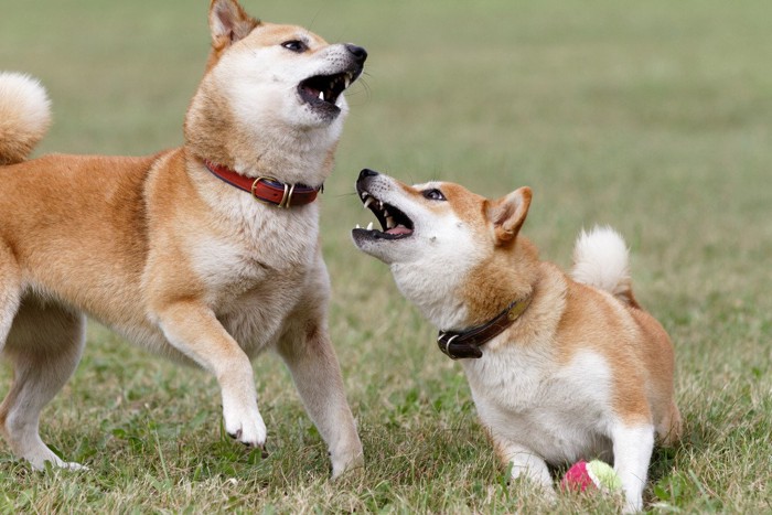 じゃれ合う柴犬