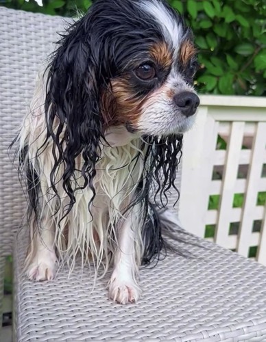 水遊び後の犬