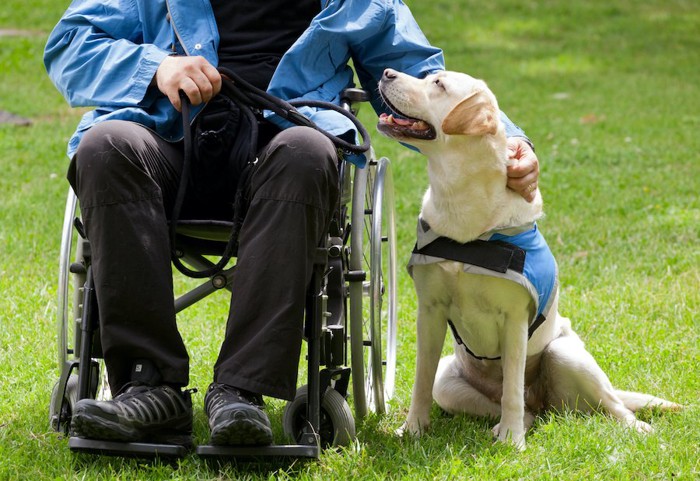 車椅子の人の隣に座る介助犬