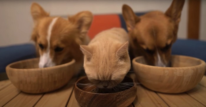 並んでご飯を食べているコーギーと猫