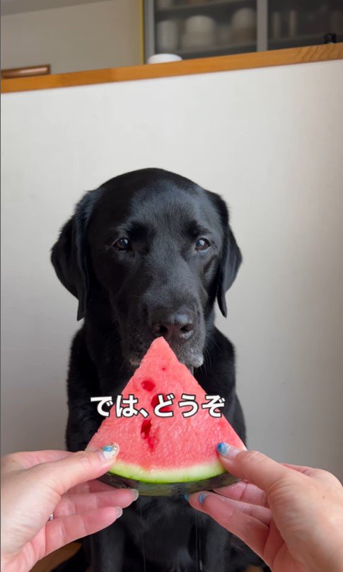 スイカを食べるポールくん3