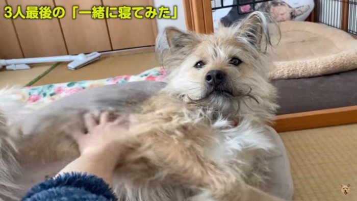 元野犬のポテちゃん