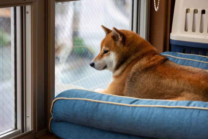 窓の外を見て留守番をする柴犬