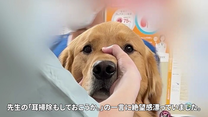 耳掃除も頑張りました