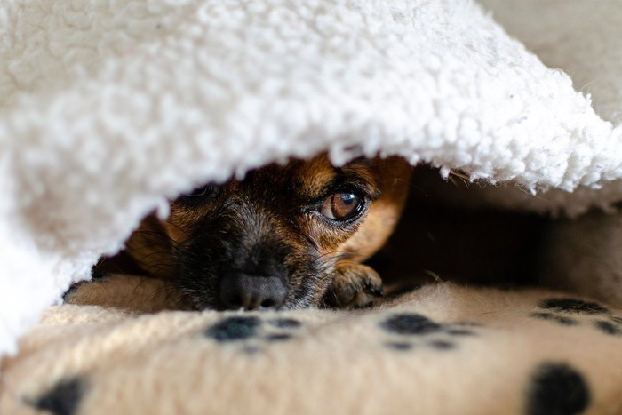 ベッドに潜って隠れている犬
