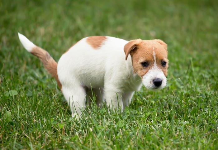 草むらで踏ん張っている犬