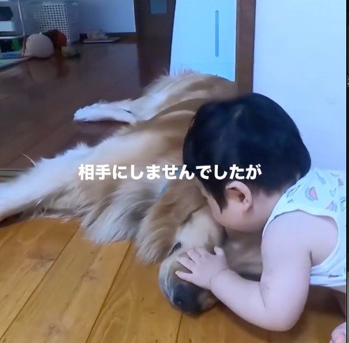 犬の額にキスをする赤ちゃん