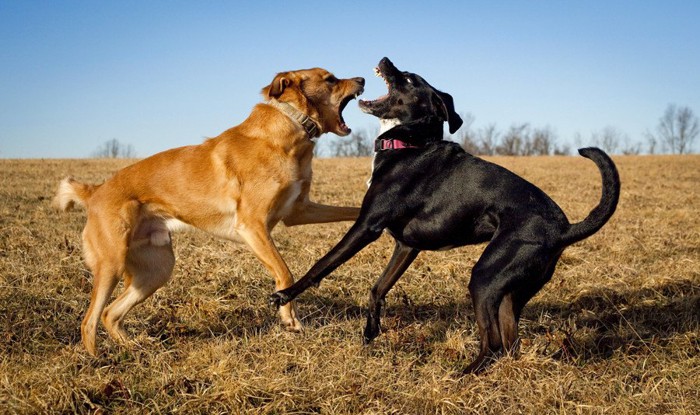 喧嘩をする犬2匹