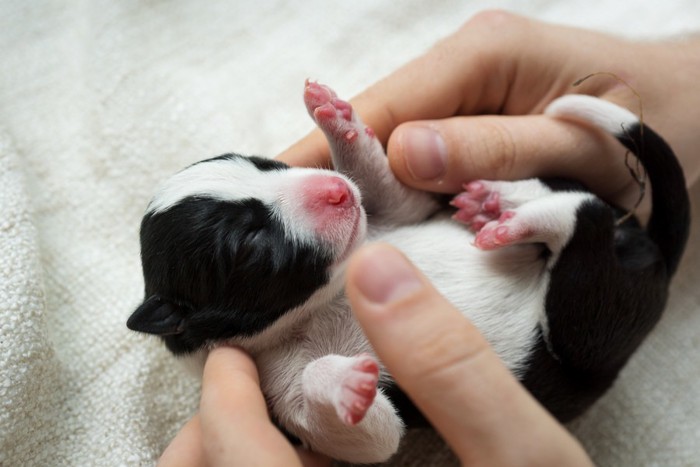 タオルに包まれる子犬