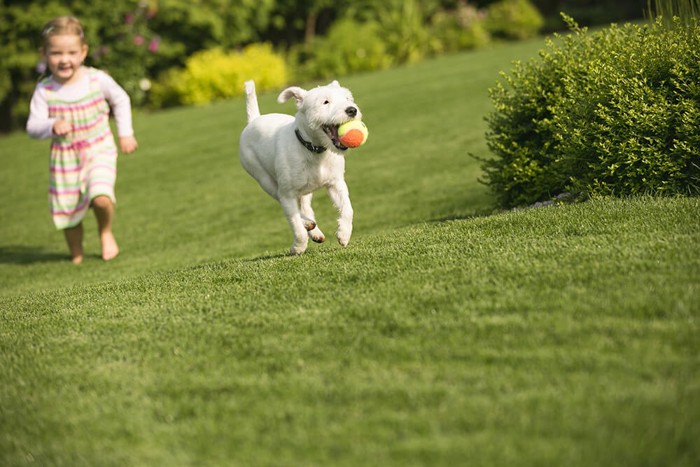 遊ぶ犬と子供