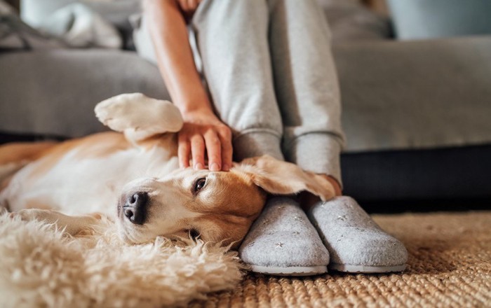 飼い主の足元で横になる犬