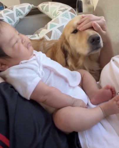頭を撫でてもらう犬