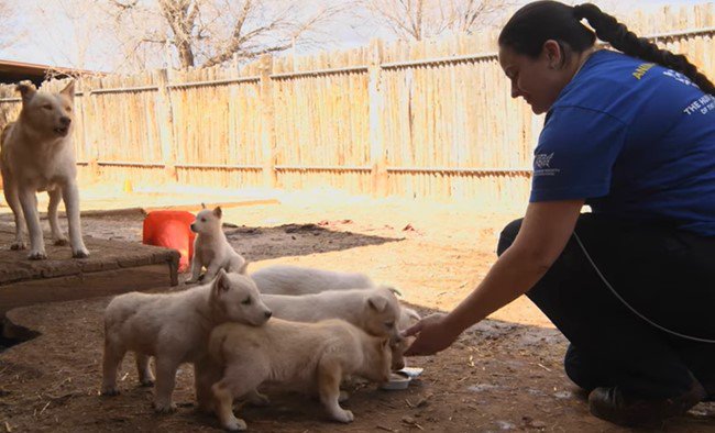 子犬たちと見守る親犬