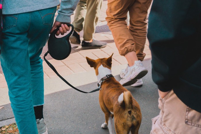 人混みの中を散歩する犬の後ろ姿: