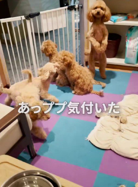 肩の概念なくなった…？