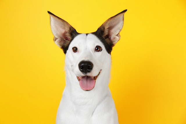 笑顔で嬉しそうな犬