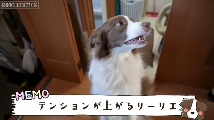 飼い主を見て嬉しそうにする犬