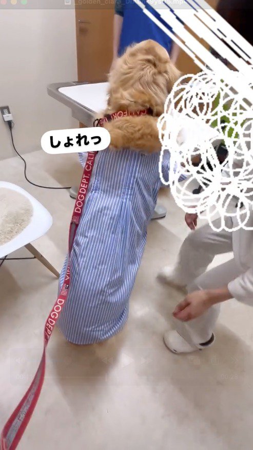 診察台に前足を乗せる犬
