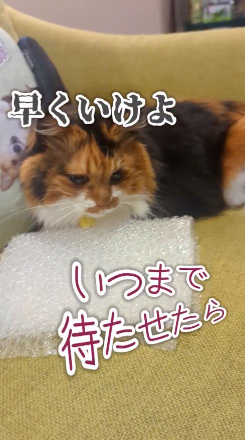 柴犬とコーギーを見つめる猫