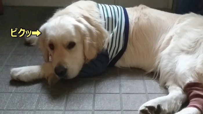 ギンちゃんの表情の変化5