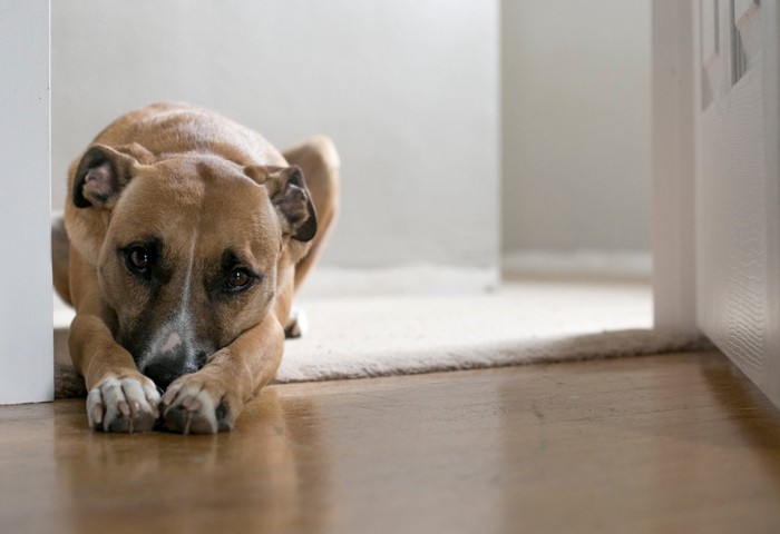 伏せている犬