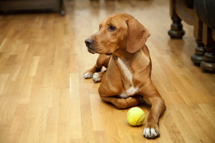 フローリングに座っている犬