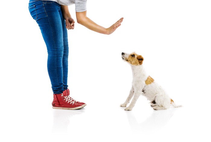飼い主に手で制止されている犬