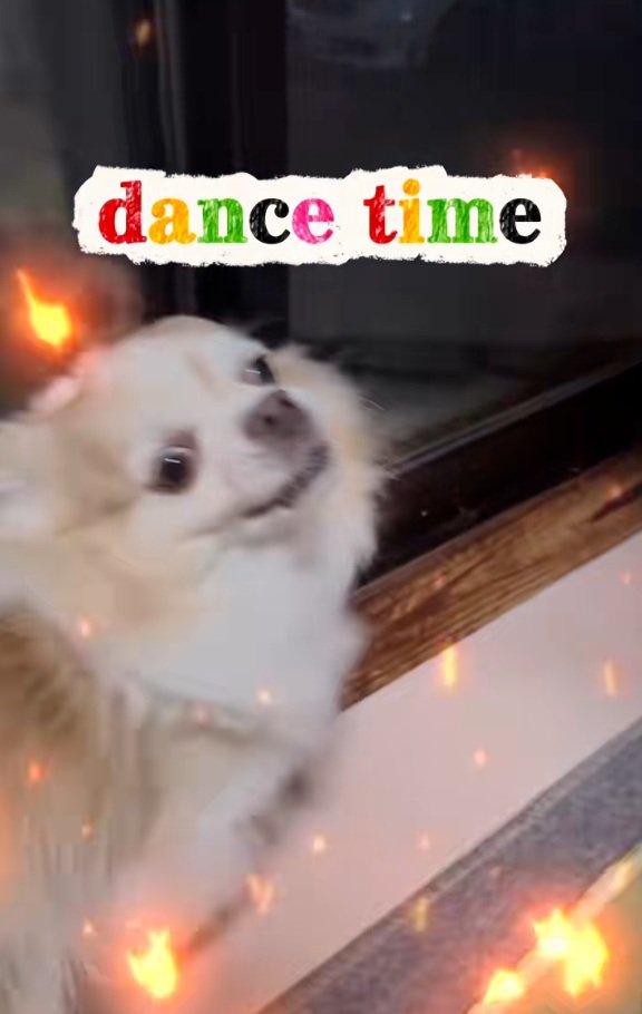 踊り始めるチワワさん
