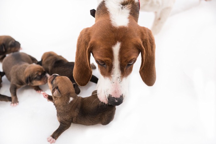 子犬の足を噛む犬