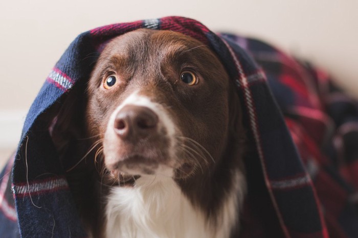 布を被って驚いている犬