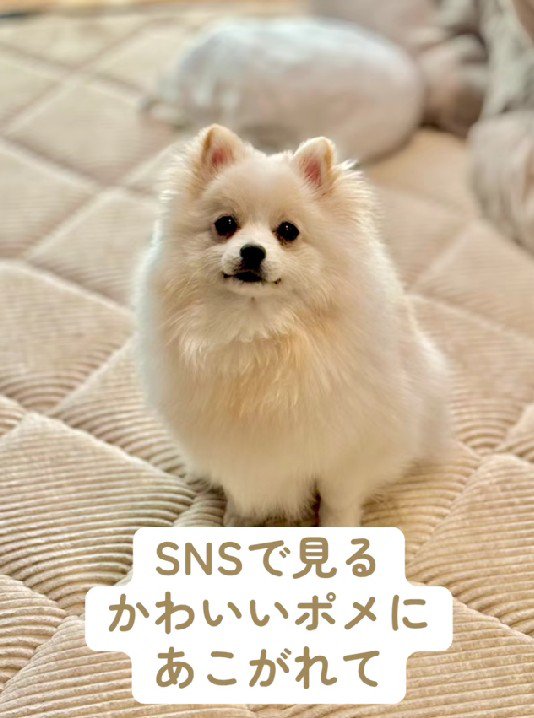 ポメラニアンのちくわちゃん
