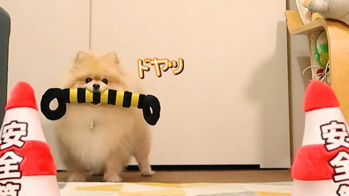 オナラした？と疑うモチちゃん2