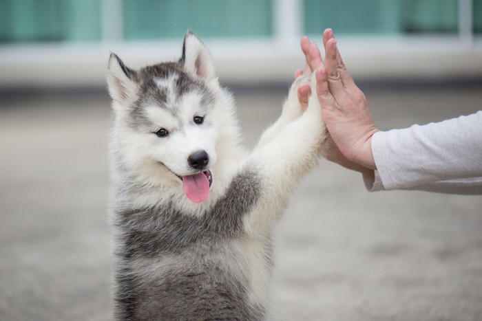 お手をする犬