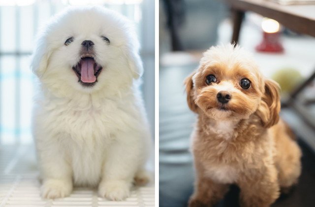 ペキニーズとトイプードルの子犬