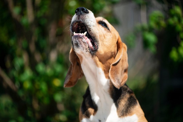 遠吠えする犬