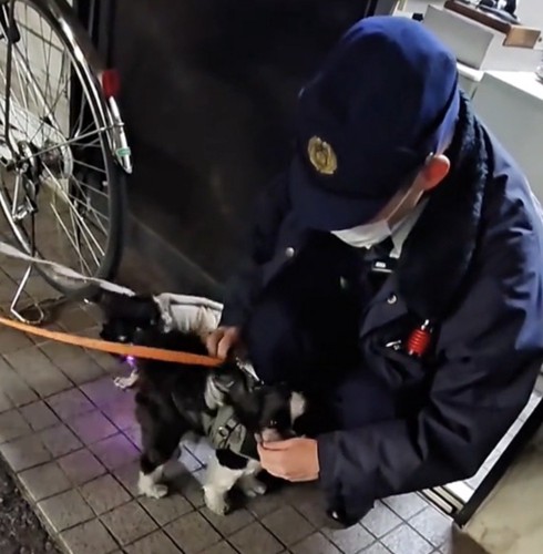 手をぺろぺろする犬