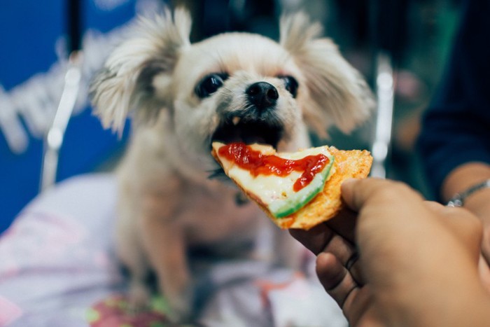 ピザを食べようとしているチワワ