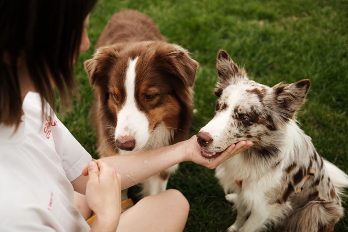 マズルを触るトレーニングをしている飼い主と犬