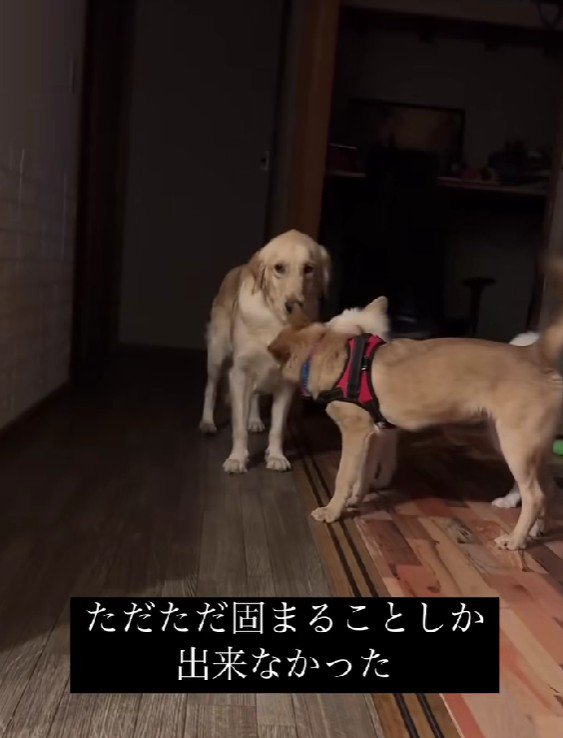 怖くて固まってしまう